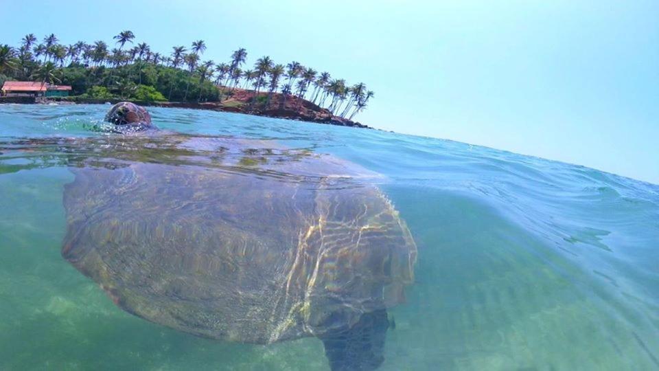 Готель Coconut Reach Мірісса Екстер'єр фото